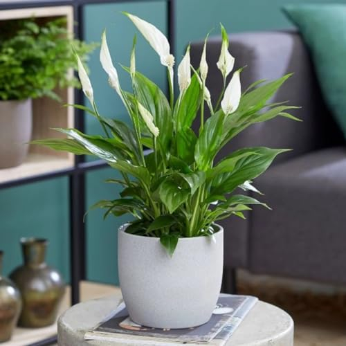 Carbeth Plants Spathiphyllum Peace Lily Indoor Plant in 9cm Pot – Air Purifying Houseplant for Home or Office – Low Maintenance – 1 Live Plant
