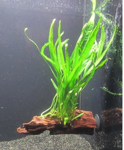 florari Wurzel+Saugnapf mit Microsorium pteropus - Javafarn auf Wurzel+Sauger