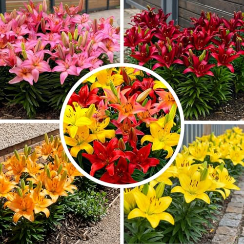FLORIUM Bordüre Orange Lilie Zwiebel kollektion, Packung mit 10 Zwiebeln, andere Farbe, Winterhart e Lilie Zwiebelmischung aus Holland für Gartenbepflanzung (große Zwiebeln, keine Samen)