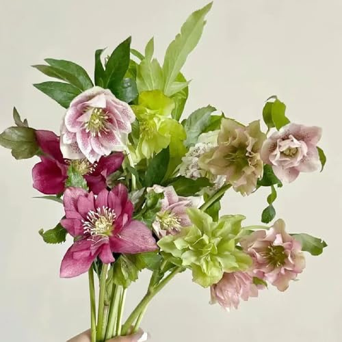 christrosen kaufen - garten winterhart, mehrjährig bodendecker steingarten bio 150samen