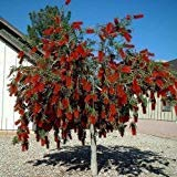 Capt. Semi Cook Bottlebrush Tree (Callistemon Cap. Cook) 30 + Seeds (120+)
