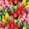 DECOALIVE Planta de Tulipán Natural con Flores de Colores