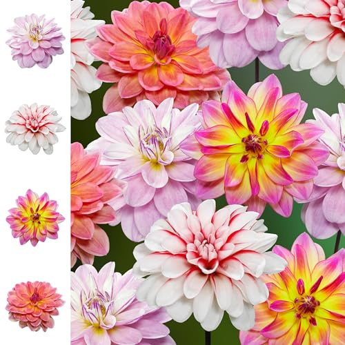Bulbes de Dahlias 8 x 'Pacific Summer Collection ' - The Bulb Farmers - Été - Cultivé aux Pays-Bas -Bulbes de Dahlias -Bulbes à fleurs