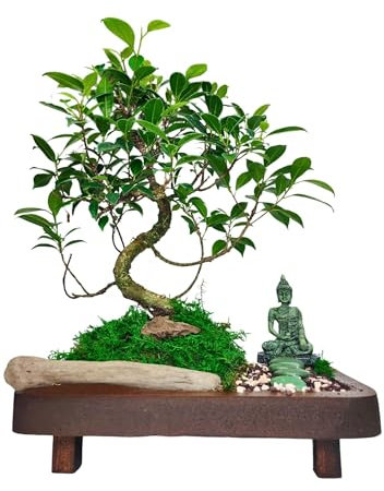 I GIARDINI DI GIULIA - Bonsai Ficus Retusa con Statua di Buddha, Decorazione Zen, Pianta Vera,Altezza totale 45 cm