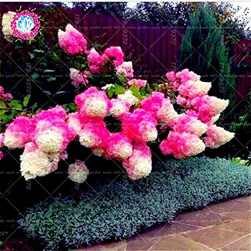 Hortensias Bleus Vraies Graines D'Hortensia D'Un Ero Seeds Belles Graines De Fleurs Chine La Croissance Naturelle Pour Le Jardin À La Maison Graines