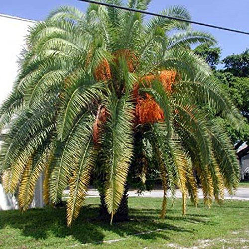 PWS Phoenix canariensis Canary Island Date Palm 20 Seeds