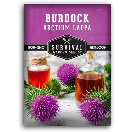 Burdock Root Seeds for Planting – Grow GOBO (Arctium lappa) Heirloom Root Vegetable – Non-GMO Medicinal Herb for Home Gardens – Survival Garden Seeds (1 Pack)