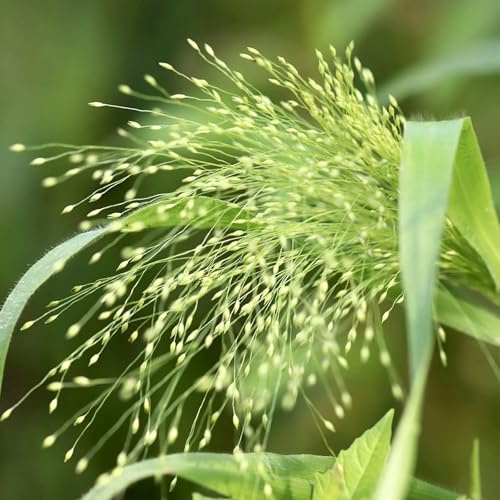 Panicum virgatum Fontaine Samen – Rutenhirse Ziergras – 50 Korn – Fontänenartige Blütenstände – Schnitt- & Trockenblume – Herbstgras für Garten & Beet – Trockenheitsverträglich