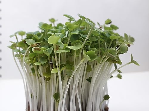 BIO Saatgut für Keimsprossen/Microgreens (BIO Pak Choi)