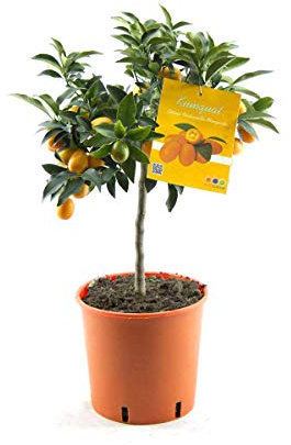 Kumquat Pflanze – Fortunella Margarita | Zitruspflanze ca. 70-80 cm | Winterharte Zitrusfrucht mit essbaren Früchten – Ideal für Balkon, Terrasse & Garten