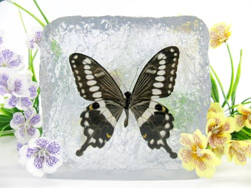 In Kunstharz gegossene Schmetterlinge, Insekten, Skorpione und mehr. Briefbeschwerer, Icemountain, nicht scharfkantig (Schmetterling 12)