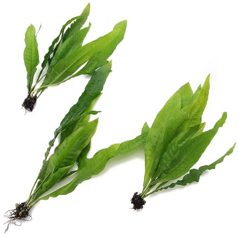 K2AQUA 3X Bunches Large Java Fern Live Aquarium Plants Microsorum Pteropus Rhizome Freshwater Tropical Tank