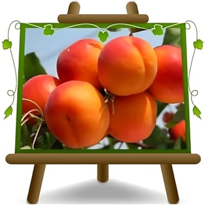EURO PLANTS VIVAI Albicocco Paviot Pianta da Frutto su Vaso da 20 cm. - *Altezza: 150~170 cm. - Età 2 Anni