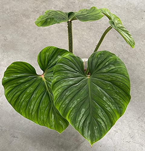 POWERS TO FLOWERS - PHILODENDRON, PHYLODENDRON PLOWMANII, MONSTERA pianta vera