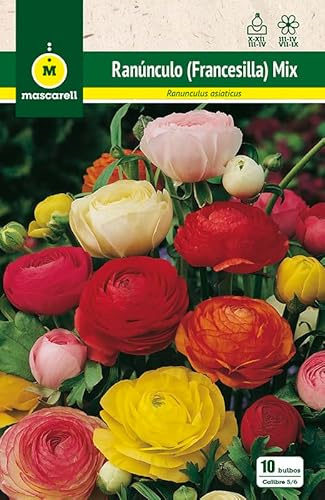 Mascarell Semillas, RANUNCULOS MEZCLA, Semillas Bulbosas, Bulbos de Flores Otoño Fácil de Cultivar, Bolsa 10 Bulbos