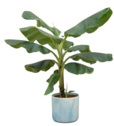 Offerta combinata - Pianta di banana (Musa) include blu atlantico rotondo oceanico Ø22-100 cm