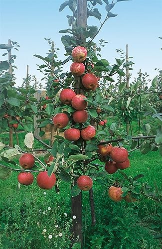 Zwergobstbaum Malus Pyrus Prunus 40 cm Stammhöhe winterhart Balkon | Reiche Ernte, kompakter Wuchs, ideal für Kübel, sonniger Standort, schnittverträglich, robust, dekorative Blüten