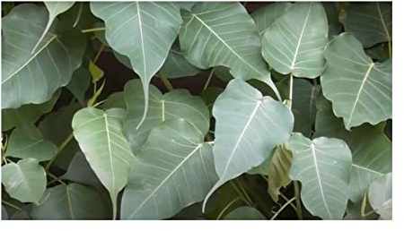 Stk - 100x Ficus religiosa Feige Pippala Bodhibaum Garten Pflanzen - Samen B1496 - Seeds & Plants Shop by Ipsa