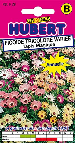 Graines de Ficoïde tricolore variée Tapis Magique - 1 gramme | Semences Reproductibles