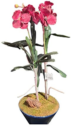Orkidé vanda Borgundi röd och rosa RENVER 71 cm