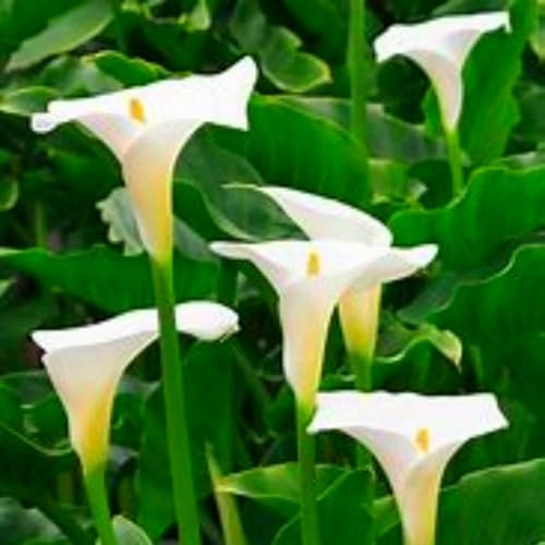 Premium Calla Lily Bulbs – Stunning Large Blooms, Simple to Grow – Perfect for Indoor Decor, Gifts & Holiday Displays-2 Bulbs-D
