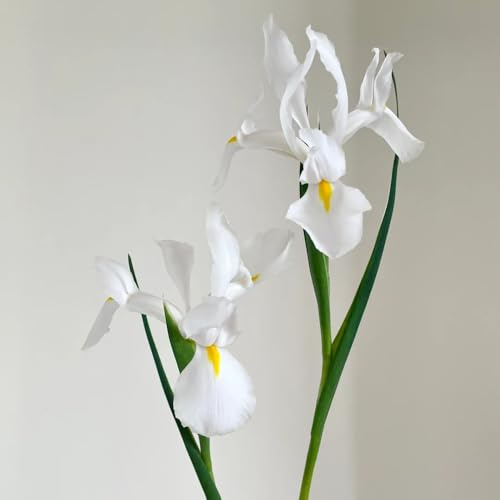 Semi di Iris tectorum autunnali, Gli iris sono perenni resistenti, comprare di iris di esotiche Le da giardino roccioso sono 100pcs