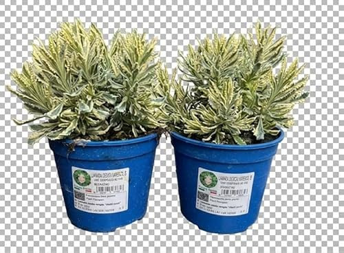 2 Piante di lavanda dentata Allardii Meerlo su vaso cm 14 MODIPITRE