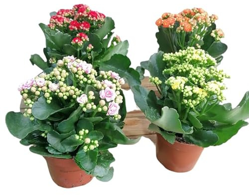 Kit de Cuatro Kalanchoe Calandiva Naturales Plantas Aptas para Principiantes