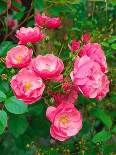 Rosa 'Angela' - Beetrose, rosa Blüten, Blütezeit Juni-September, ideal für Rabatten, bienenfreundlich, pflegeleicht und winterhart