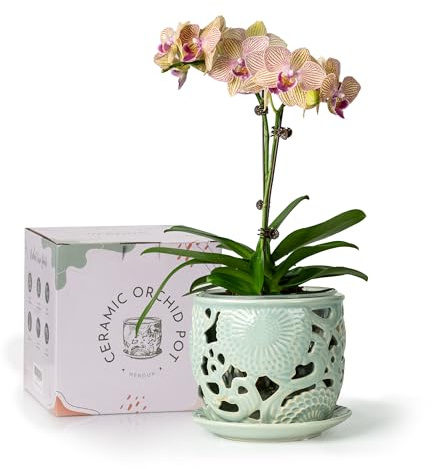 HERDUK Orchideentopf aus Keramik, Orchideentöpfe mit Drainagelöchern und Untersetzer, 16,5 cm, Orchideentopf zum Umtopfen im Innenbereich, Orchideenbehälter mit präziser Belüftung und Drainage