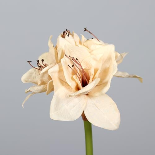 Seidenblumen Roß Amaryllis Deluxe 74cm DP Kunstblumen künstlicher Ritterstern Blumen Pflanzen (Creme-Champagner)