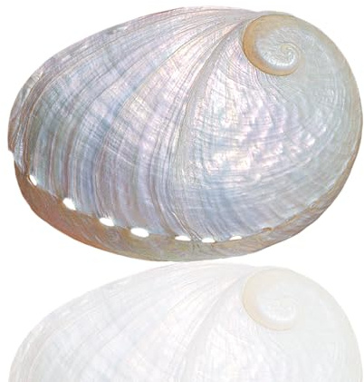 Coquille de mer naturelle. 1 grand coquillage d'ormeau blanc naturel rare de 8 à 9 cm for décoration de la maison, bricolage, aquarium
