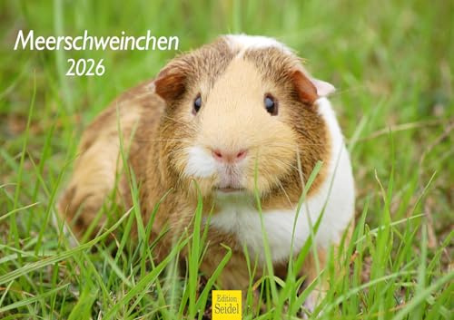 Edition Seidel Calendario premium 2026 de cobayas, formato DIN A3, calendario de pared, calendario de animales, animales domésticos, cerdo de mar, roedores