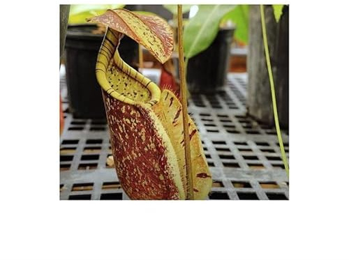 Stk - 5x Nepenthes rafflesiana green var. squat Kannenpflanze Samen B1825 - Seeds & Plants Shop by Ipsa