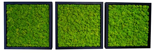 Hello Moss Moosbild - Triptychon - Moos Deko Für Ihr Haus - Bilderrahmen mit Kugelmoos und Holzscheiben - moderne Mooswand Lebend - Einzigartige Wanddeko - Auffallendes Dekomoos (30x30)