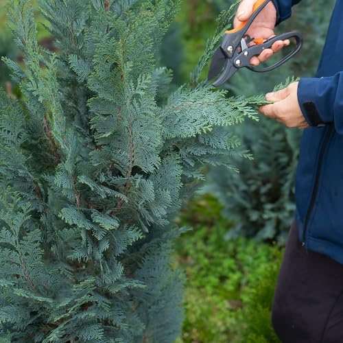 Dekorative Zweige der Lawson-Zypresse - Blau 10 kg - Ideal für Weihnachten und ganzjährige Dekorationen -Natürliche Schönheit für Ihr Zuhause