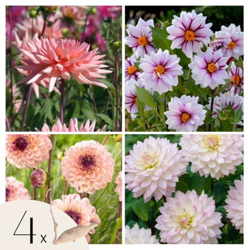 Plant in a Box - Dahlien - 4er Set - Dahlia 'Salmon Love' - Dahlienknollen pflanzen - Sommerblüher - Lachsrosa Blüten - Ideal für Garten und Beete