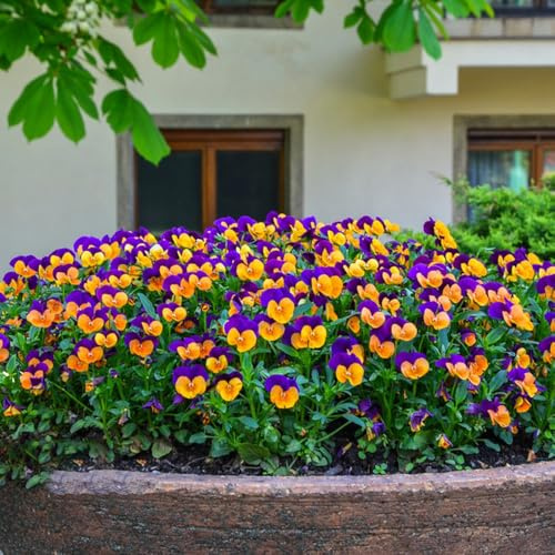 pensamientos semillas de prados de silvestres decoraciones jardín para exteriores semillas perennes reales jardín interior verano 225pcs