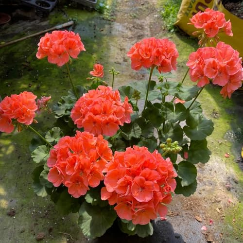 geranio semi selvatici tagliati semi esotici giardino balcone giardino reale arbusto farfalle decorative 600pcs