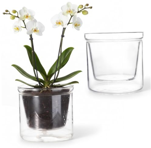 Macetas transparentes con riego automático, macetero de vidrio de 250 ml con depósito de agua, macetas semihidropónicas para violetas africanas, suculentas y plantas de interior, semihidropónicas, au