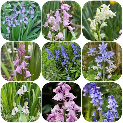 Semi di campanula - decorazioni giardino per esterni balcone decorazione resistenti per giardini rocciosi di antichi 250pcs