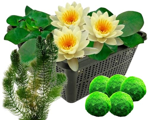 vdvelde.com - Gelbe Seerose + Sauerstoffpflanzen gegen Algen - - Kombi-Set- 8 Pflanzen- Platzierung: -1 bis -100 cm