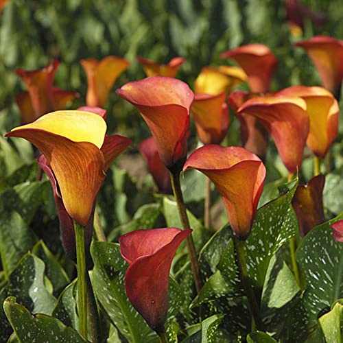 Bulbos de lirio de cala - Zantedeschia aethiopica - balcón perennes resistentes 4pcs