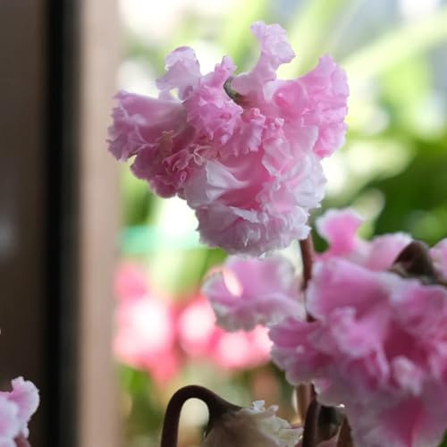 Ciclamino - appartamento esotiche da giardino rampicanti decorative decorazioni giardino per esterni arredamento del soggiorno di biologiche 300semi