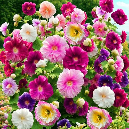 KVITER 50 Double Hollyhock Seeds - Summer Carnival Mix (Alcea Rosea) – Hollyhock Mallow Seeds, Double Hollyhocks Flower seeds – Organic & Heirloom seeds for Flower Beds, Pots, Borders & Outdoor Garden