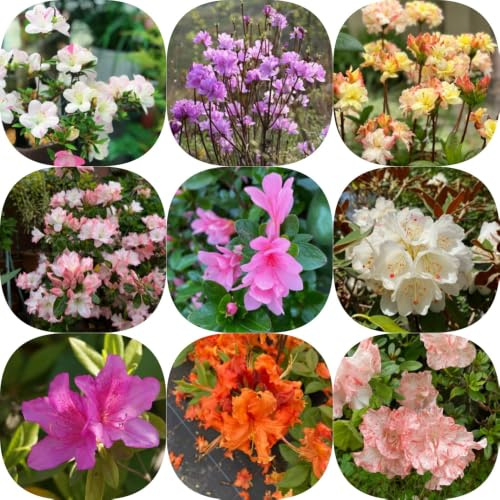 Semi di rododendro, semi di rari azalea, arredamento del soggiorno decorazioni giardino per esterni serre balcone resistenti 200pcs