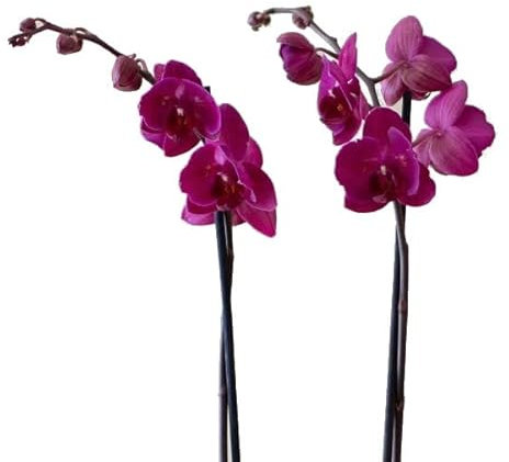 Orquídea Natural Planta de Interior Ideal para Principiantes