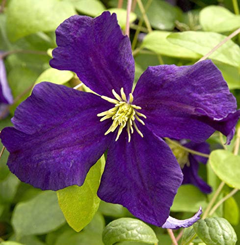 Robuste Waldrebe Blue Belle 40-60cm - Clematis viticella - lebende Gartenpflanze aus den Baumschulen