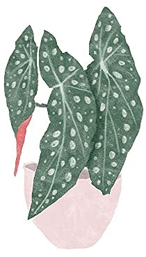 ArtExpert Polka Dot Begonia Ii by Bannarot - 12x12 Art Print Poster