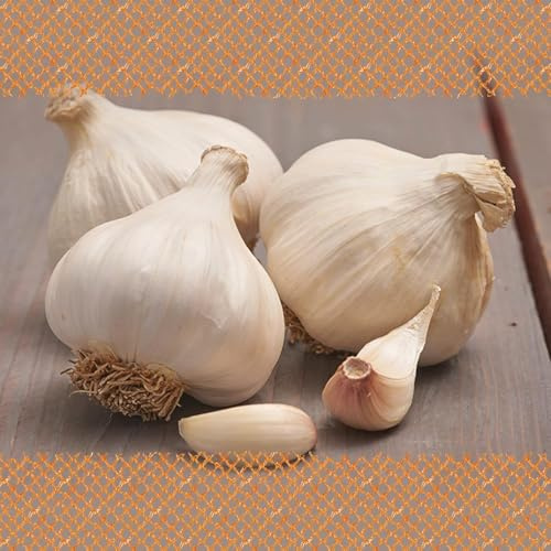 FLORTUS – Winterpflanzknoblauch Messidrome 500 g Netz zertifiziertes Pflanzgut, keine Samen – Knollengröße 40-50 mm – winterhart, würziger Knoblauch aus Südfrankreich
